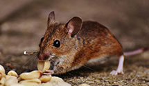 24 Hour & Emergency Exterminators in Greenbank, WA